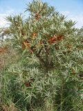 Hippophae rhamnoides. Часть кроны плодоносящего кустарника. Нидерланды, провинция Friesland, о-в Schiermonnikoog, в старых приморских дюнах. 17 сентября 2006 г.