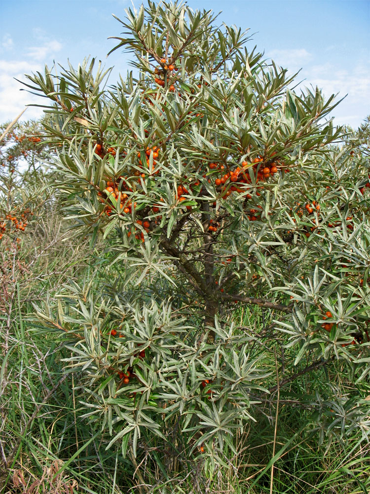 Изображение особи Hippophae rhamnoides.