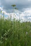 Selinum carvifolia. Цветущее растение. Ленинградская обл., Гатчинский р-н, окр. пос. Пудость, заброшенный травертиновый карьер, суходольный злаково-разнотравный луг. 10.07.2016.
