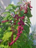 Amaranthus caudatus