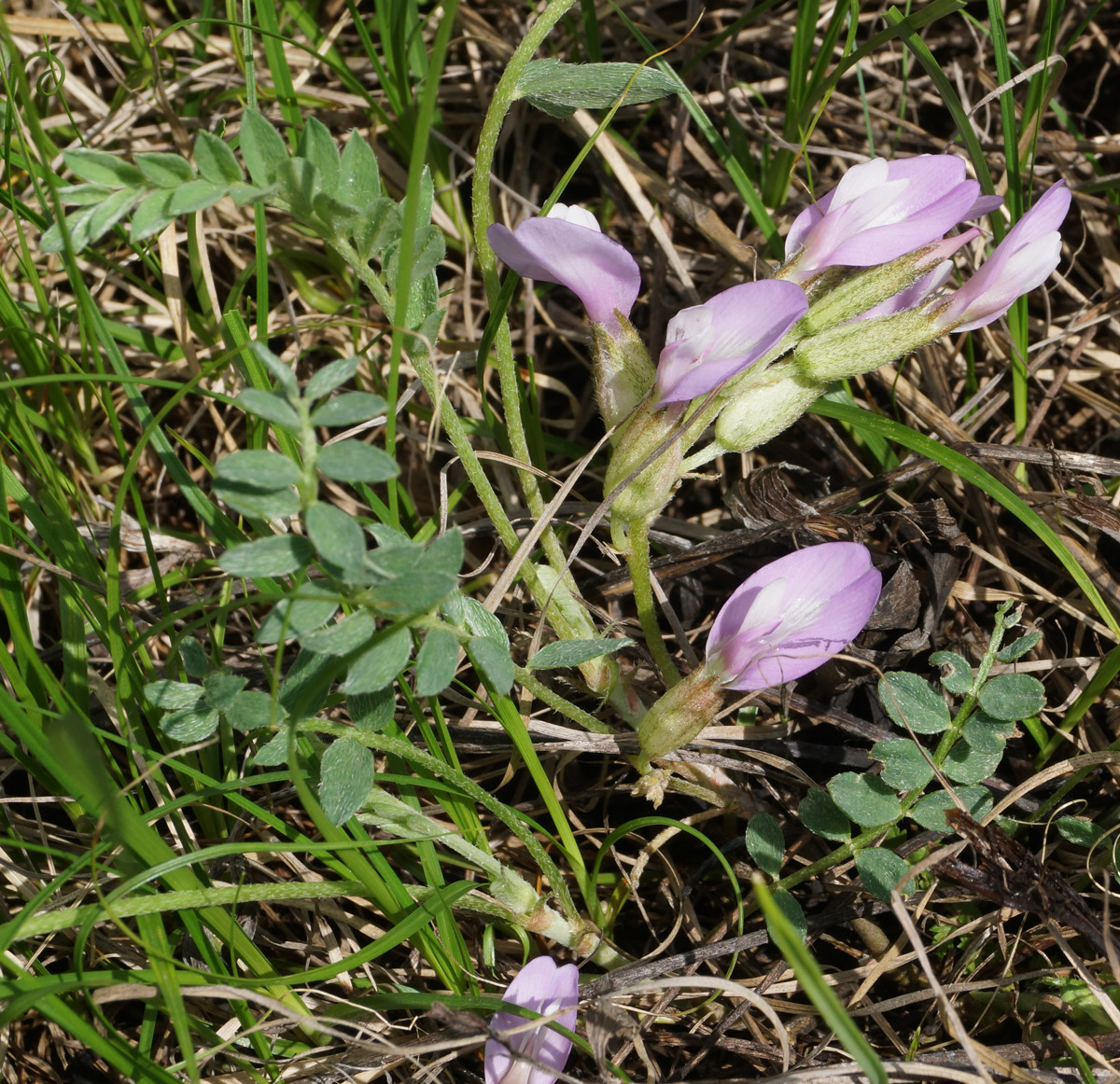 Image of Astragalus megalanthus specimen.