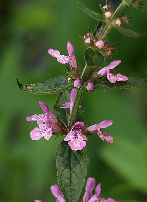 Изображение особи Stachys palustris.