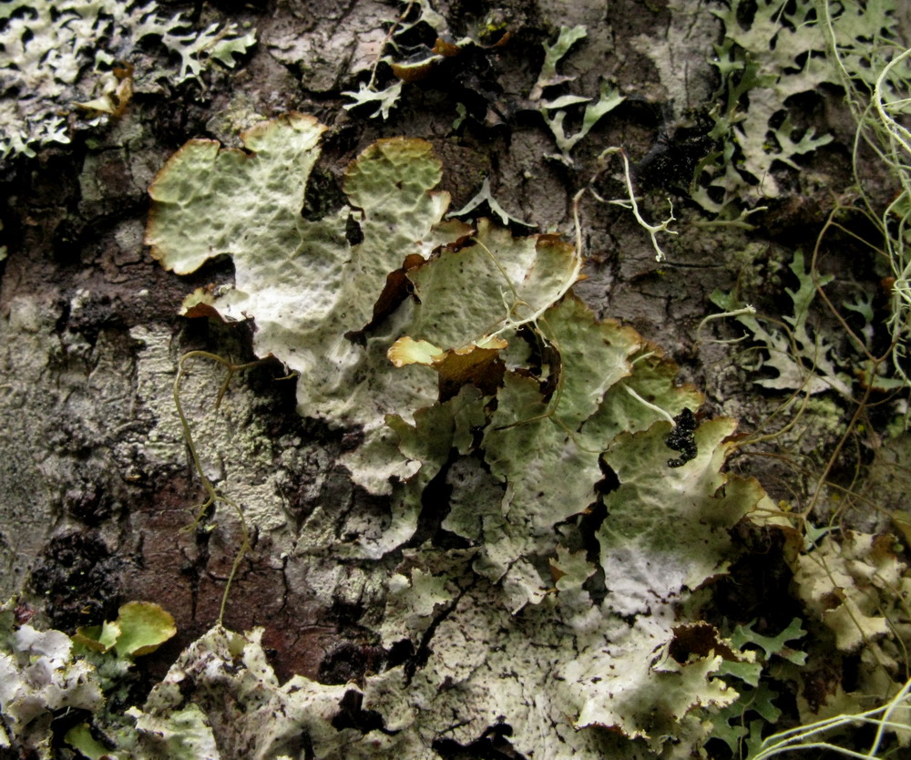 Image of genus Platismatia specimen.