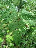 Conioselinum tataricum
