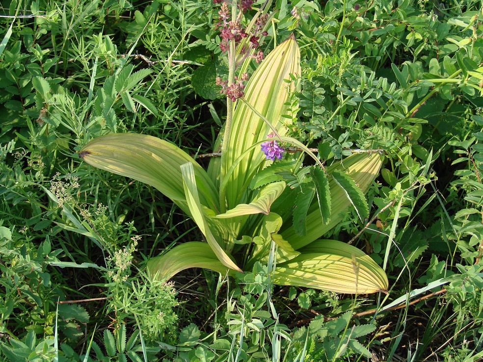 Изображение особи Veratrum nigrum.