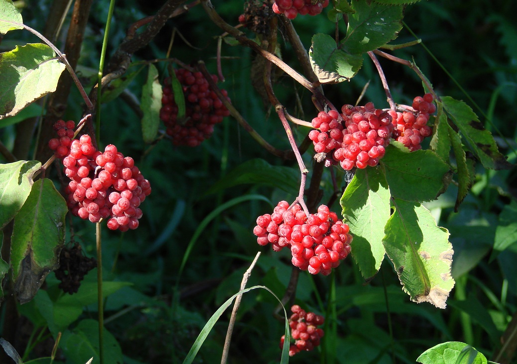 Image of Sambucus manshurica specimen.