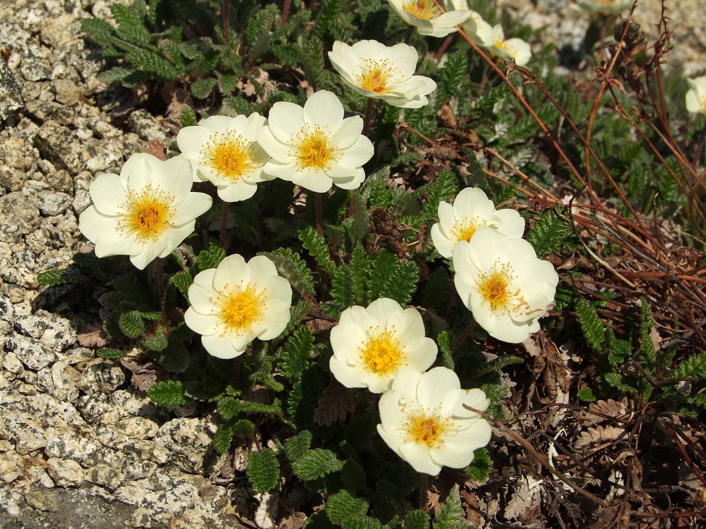 Изображение особи Dryas ajanensis.