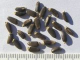Image of taxon representative. Author is Сергей Банкетов