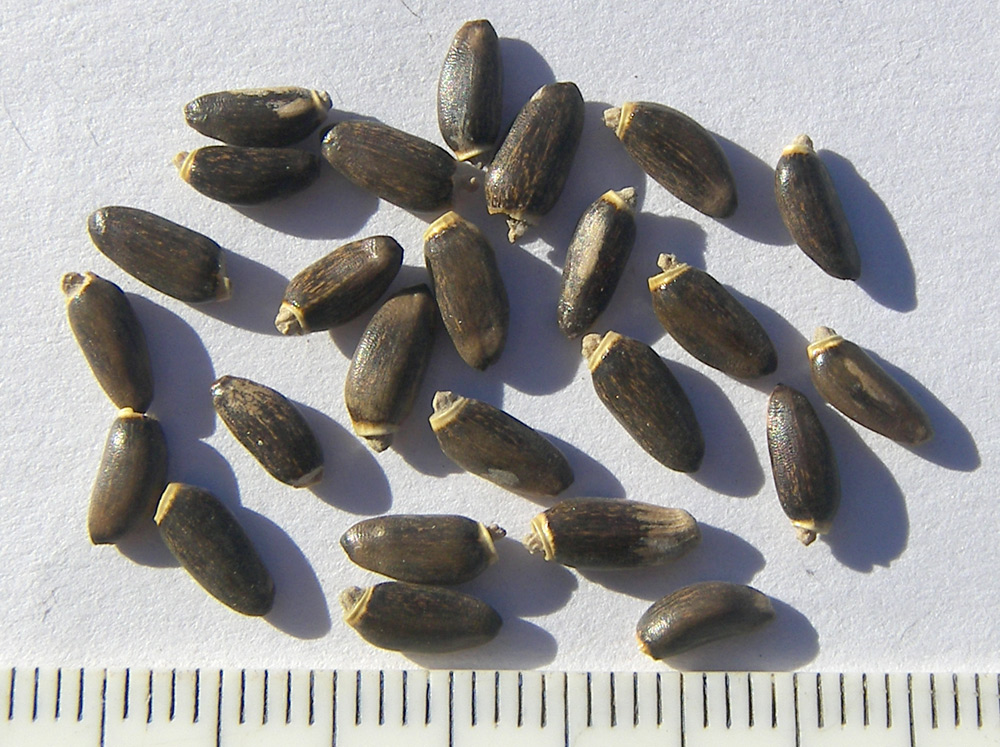 Image of Silybum marianum specimen.