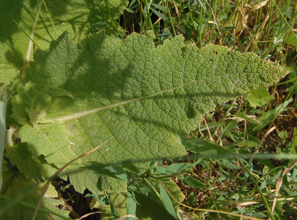 Изображение особи Salvia aethiopis.