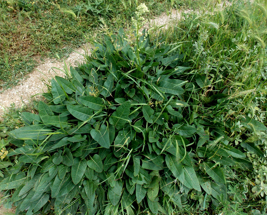 Image of Beta corolliflora specimen.