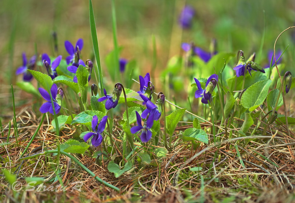 Изображение особи Viola odorata.