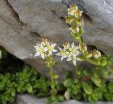 Sedum subspecies olympicum