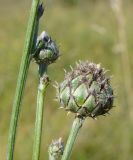 Centaurea scabiosa. Нераскрывшиеся соцветия и фрагмент средней части стебля. Республика Мордовия, Большеберезниковский р-н, окр. с. Вейсэ, открытый склон с выходами мергелисто-меловых пород. 5 августа 2016 г.