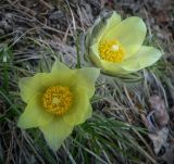 Pulsatilla uralensis. Цветки. Свердловская обл., Шалинский р-н, левый берег р. Чусовая, камень Виннокуренный, открытый крутой склон. 28.04.2012.