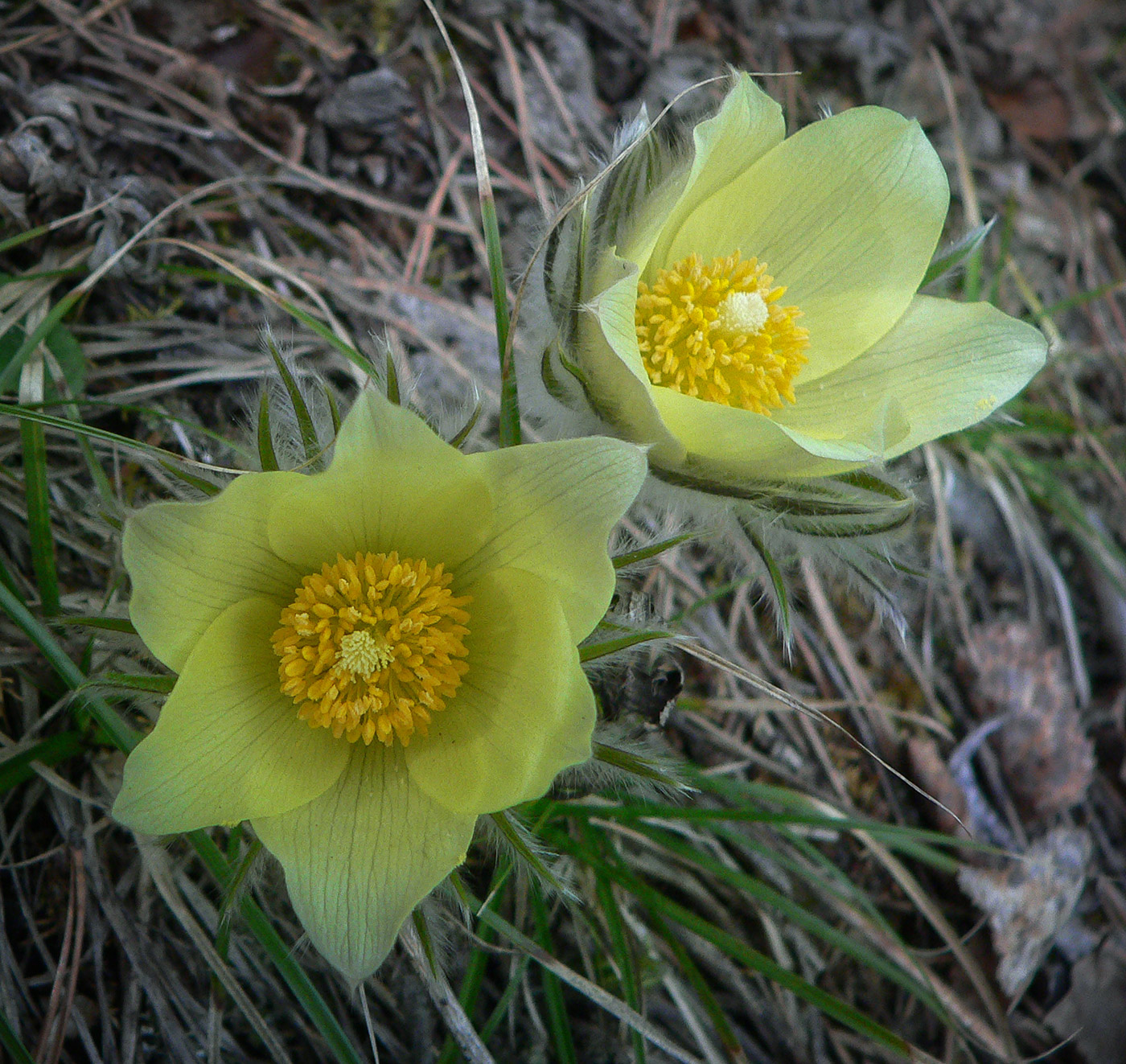 Image of Pulsatilla uralensis specimen.