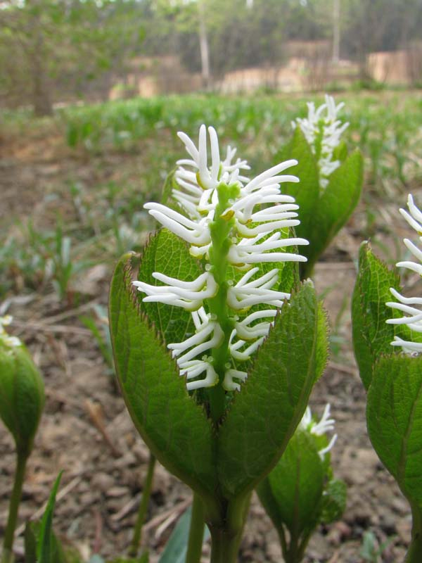 Изображение особи род Chloranthus.