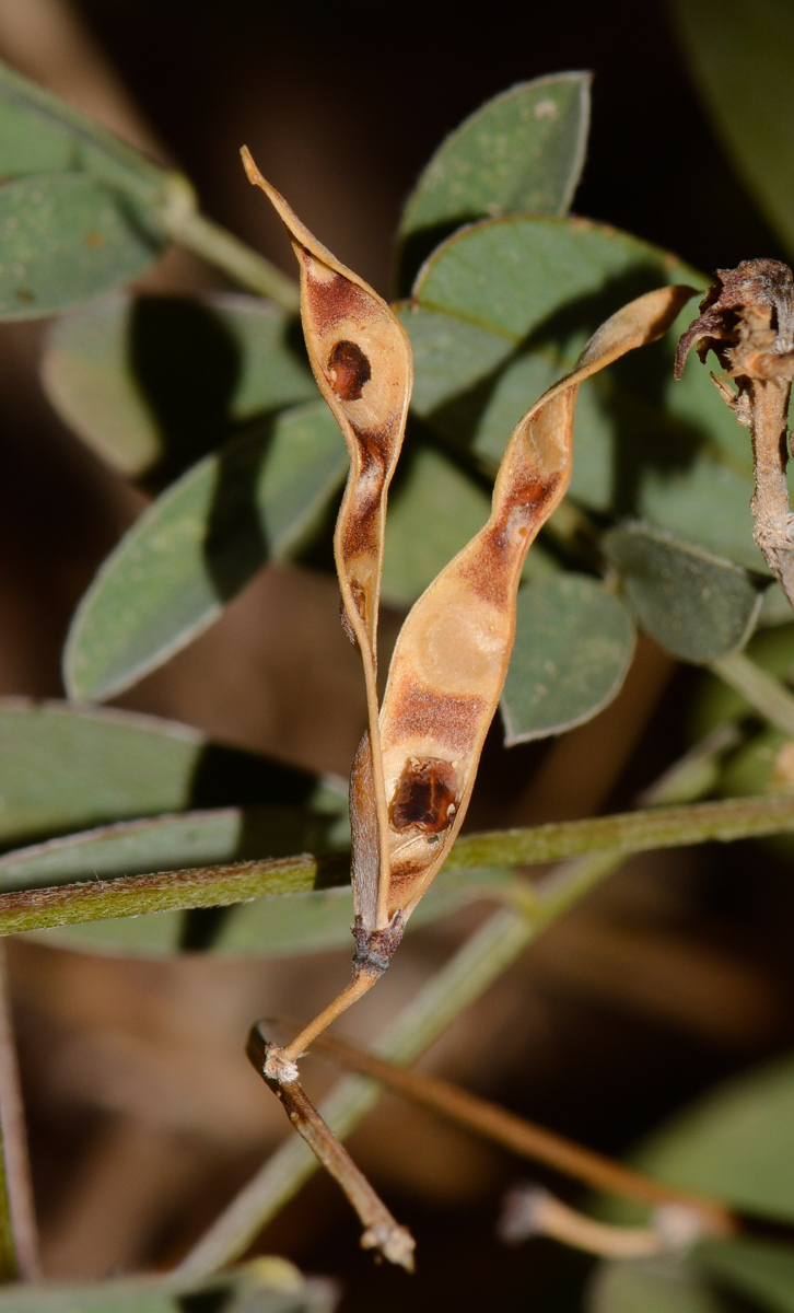 Image of Tephrosia apollinea specimen.