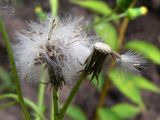 Senecio vulgaris. Соплодия, одно из которых с остатками семянок. Свердловская обл., г. Екатеринбург, пос. Шабровский, дачный участок. 10.08.2016.