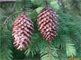 Picea abies