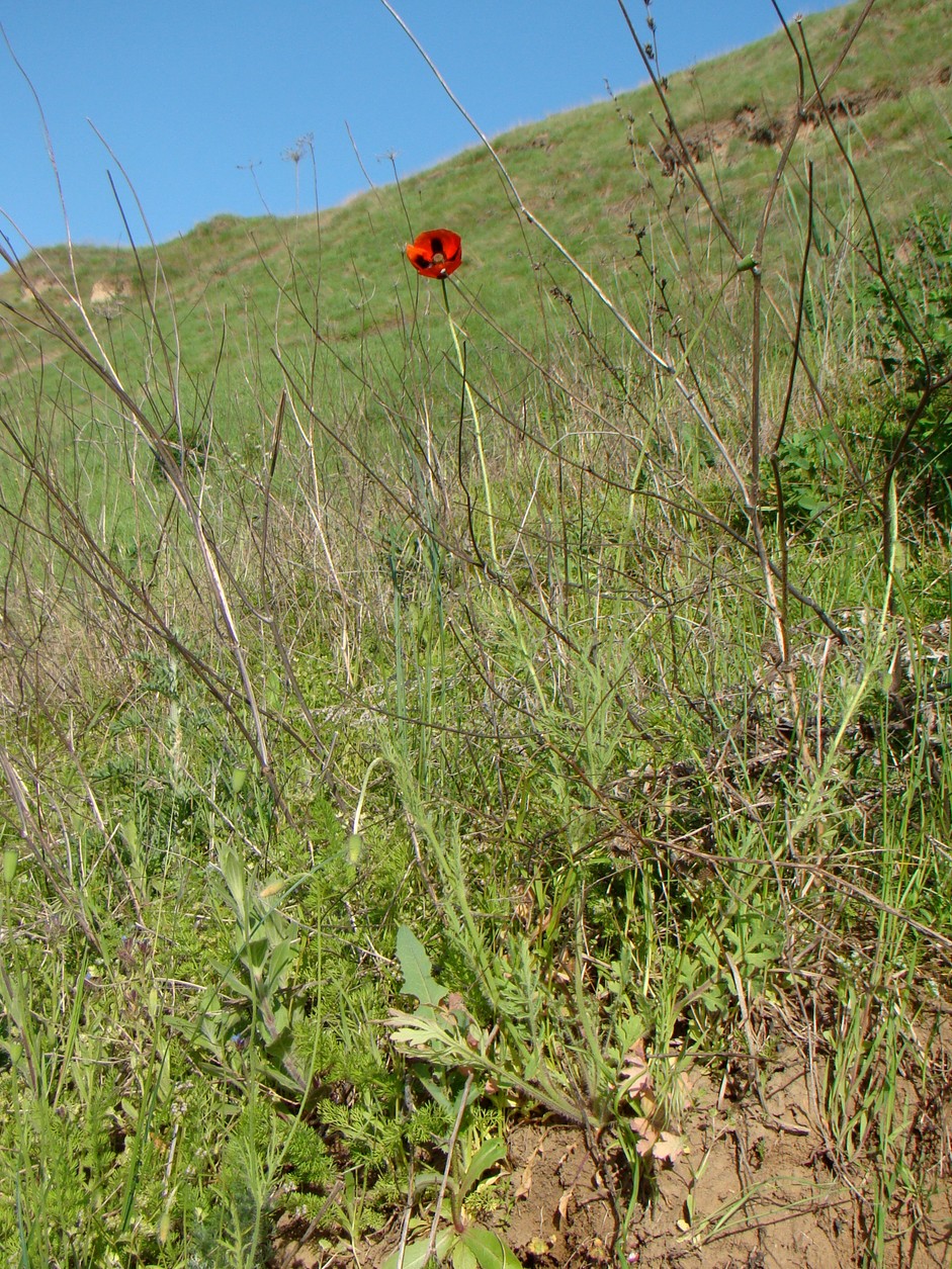 Изображение особи Papaver stevenianum.