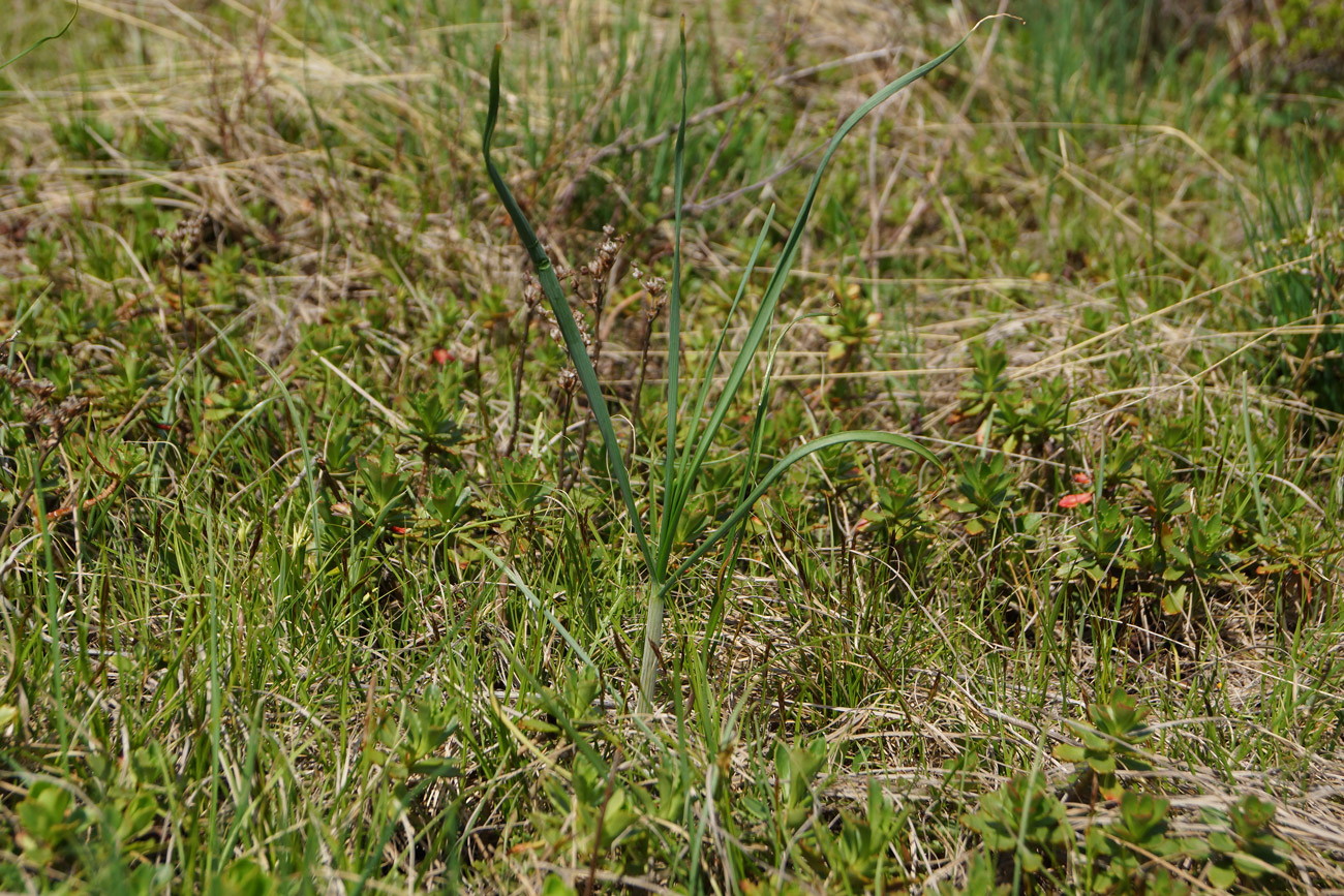 Image of Allium montanostepposum specimen.