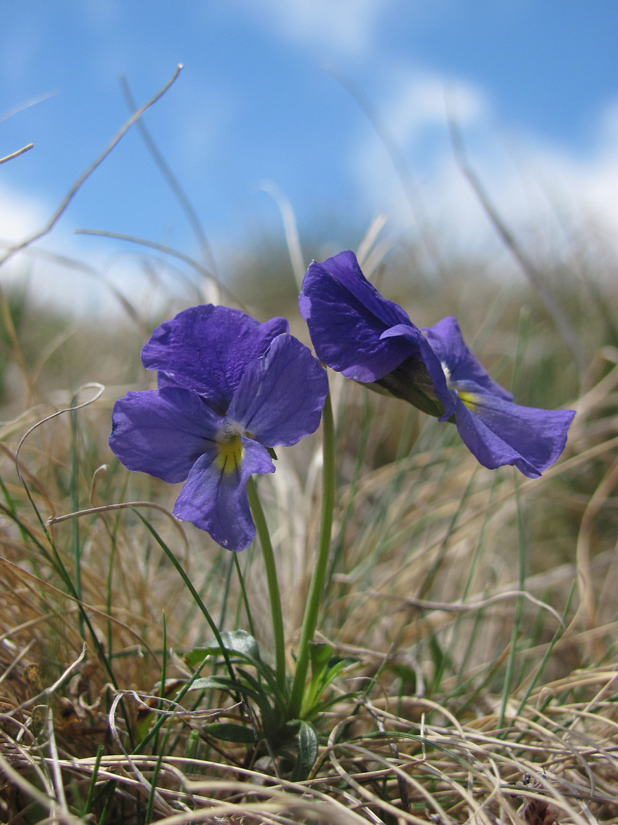 Изображение особи Viola oreades.