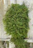 Parietaria judaica
