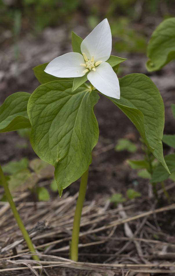 Изображение особи Trillium camschatcense.