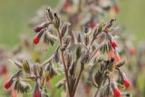 Onosma polychroma. Соцветия. Ростовская обл., Красносулинский р-н, окр. хут. Зайцевка, степной склон. 28.05.2017.