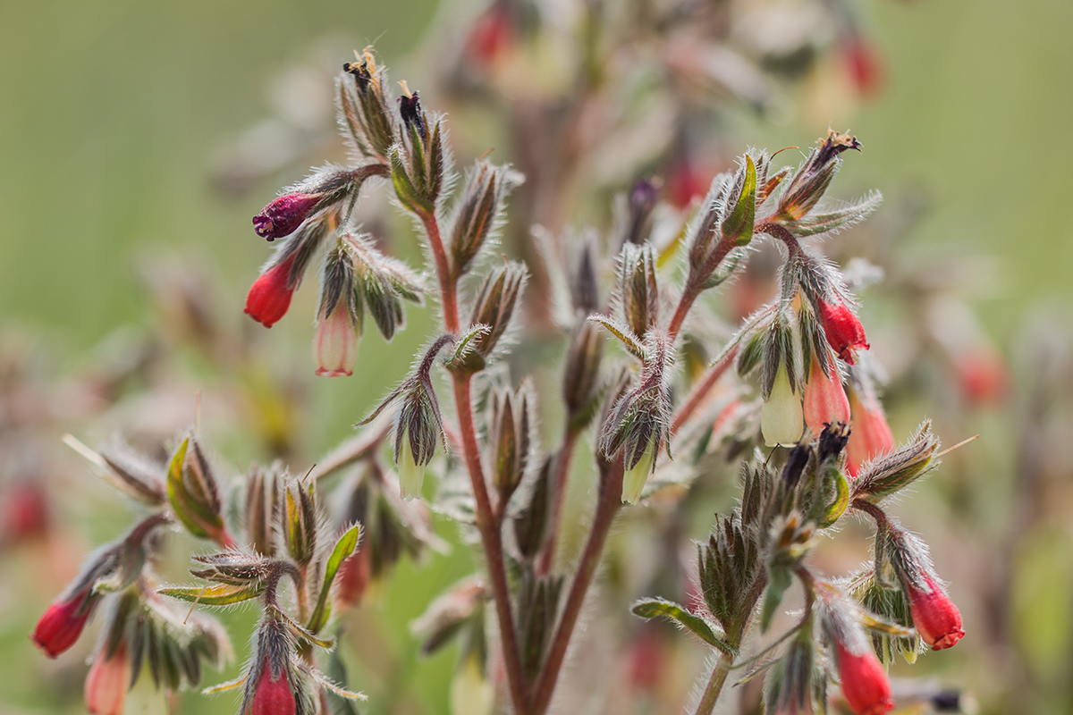 Изображение особи Onosma polychroma.