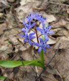 Scilla bifolia. Цветущее растение. Украина, Киев, заказник \"Лесники\", низинная часть. 5 апреля 2010 г.