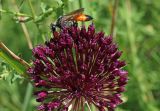 Allium atroviolaceum. Соцветие с кормящейся осой Sphex funerarius. Узбекистан, г. Ташкент, Ботанический сад им. Ф.Н. Русанова. 09.06.2017.