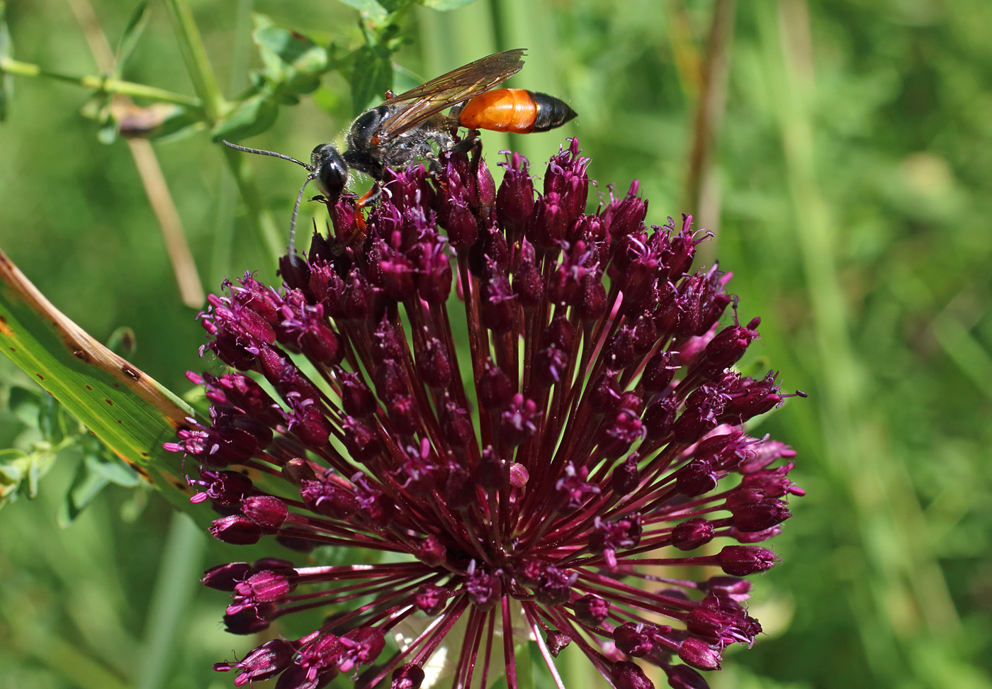 Image of Allium atroviolaceum specimen.