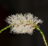 Melaleuca huegelii