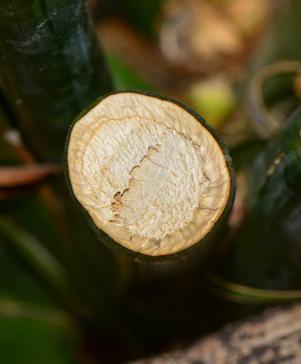 Изображение особи Sansevieria cylindrica.