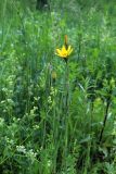 Tragopogon pratensis. Верхушки побегов с соцветиями и созревающими соплодиями. Московская обл., Одинцовский р-н, г. Кубинка, обочина Наро-Фоминского шоссе. 02.07.2017.