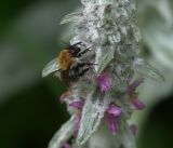 Stachys byzantina