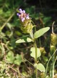 Prunella vulgaris