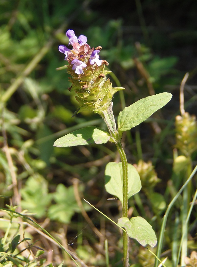 Изображение особи Prunella vulgaris.