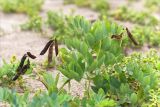 Lathyrus japonicus подвид pubescens. Верхушка плодоносящего растения. Ленинградская обл., Ломоносовский р-н, окр. дер. Кандикюля, берег Финского залива, песчаный пляж. 13.08.2017.