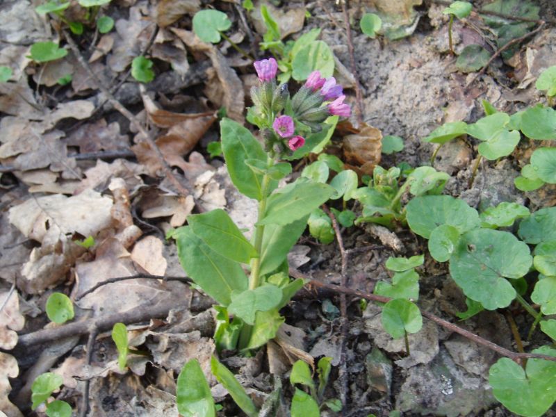 Изображение особи Pulmonaria obscura.