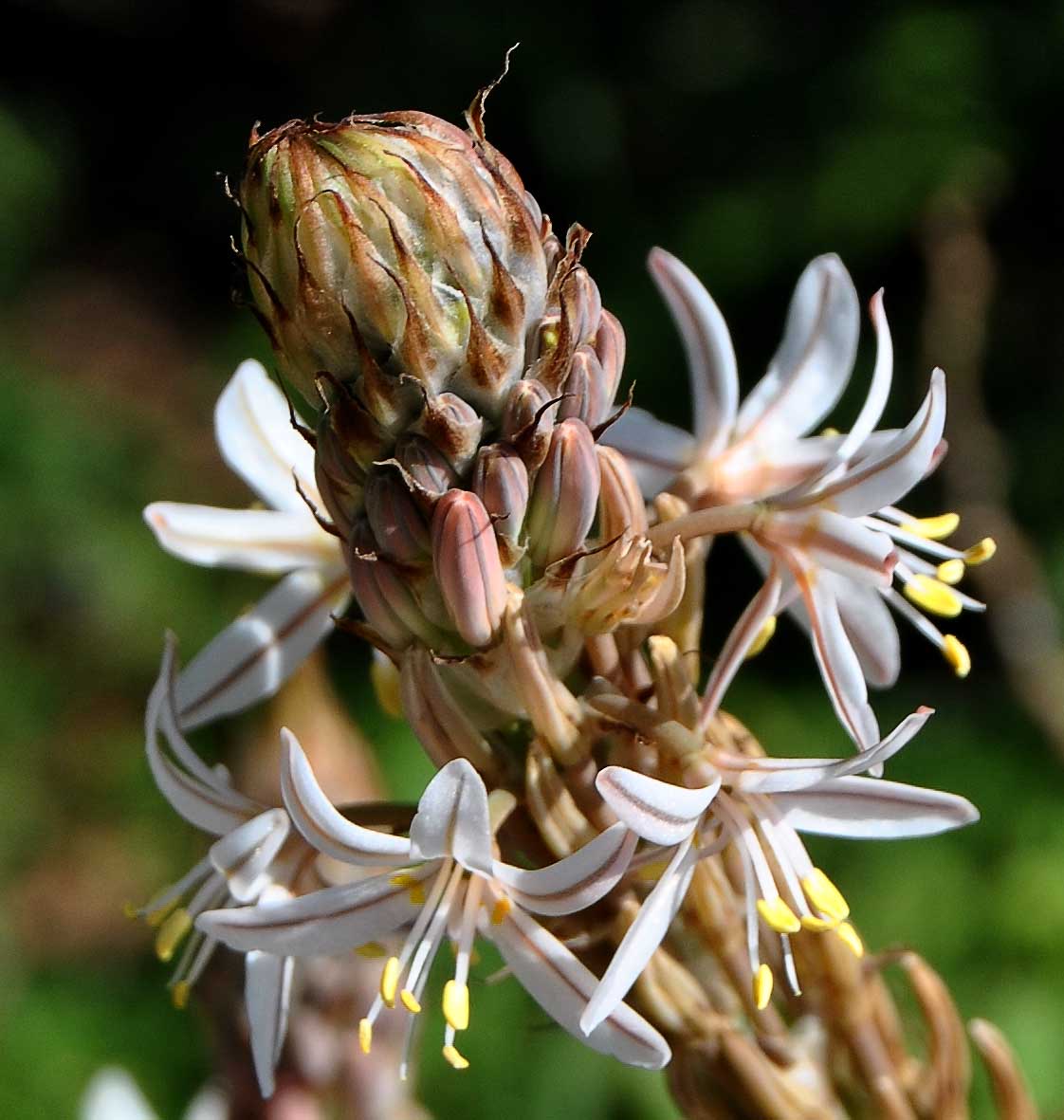 Изображение особи Trachyandra falcata.