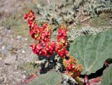 Rheum fedtschenkoi