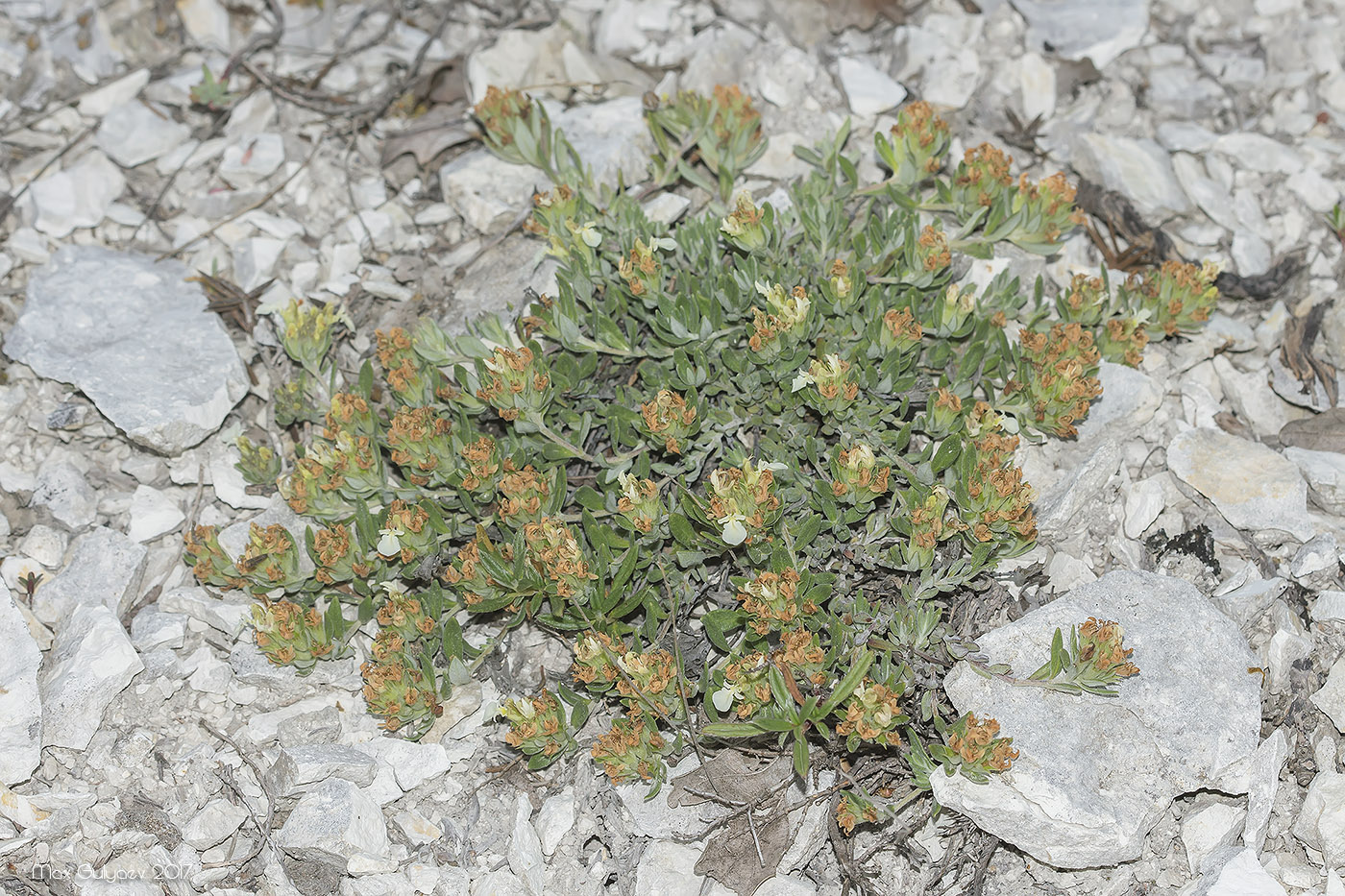 Image of Teucrium jailae specimen.