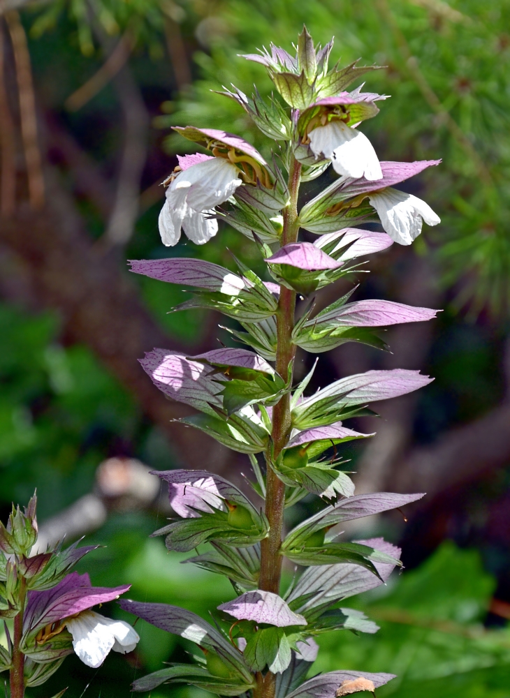 Изображение особи Acanthus mollis.