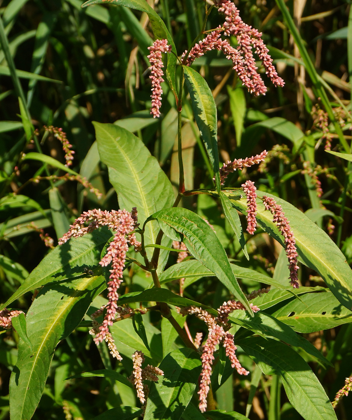 Изображение особи Persicaria lapathifolia.