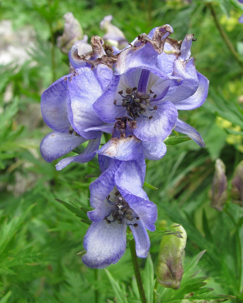 Изображение особи Aconitum nasutum.