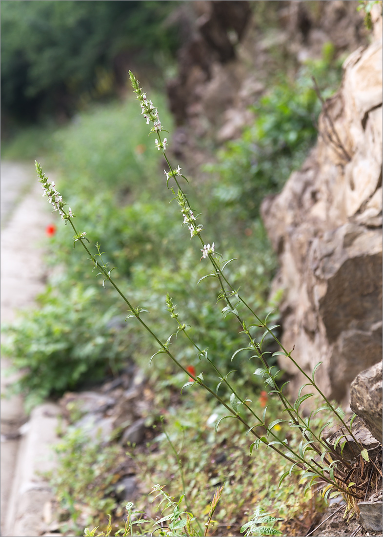 Изображение особи Stachys atherocalyx.