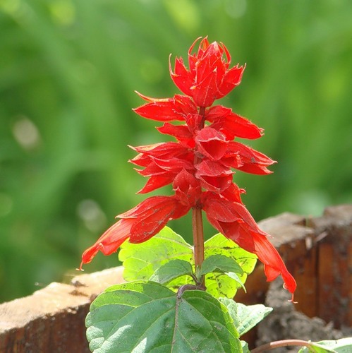 Image of Salvia splendens specimen.